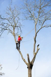 Tree Removal Batemans Bay
