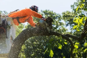 AJ Quality Arborists